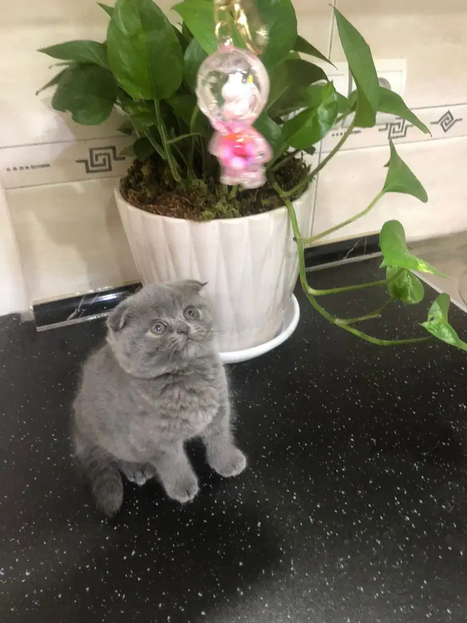 اسکاتیش دختر|گربه|تهران, دردشت|دیوار