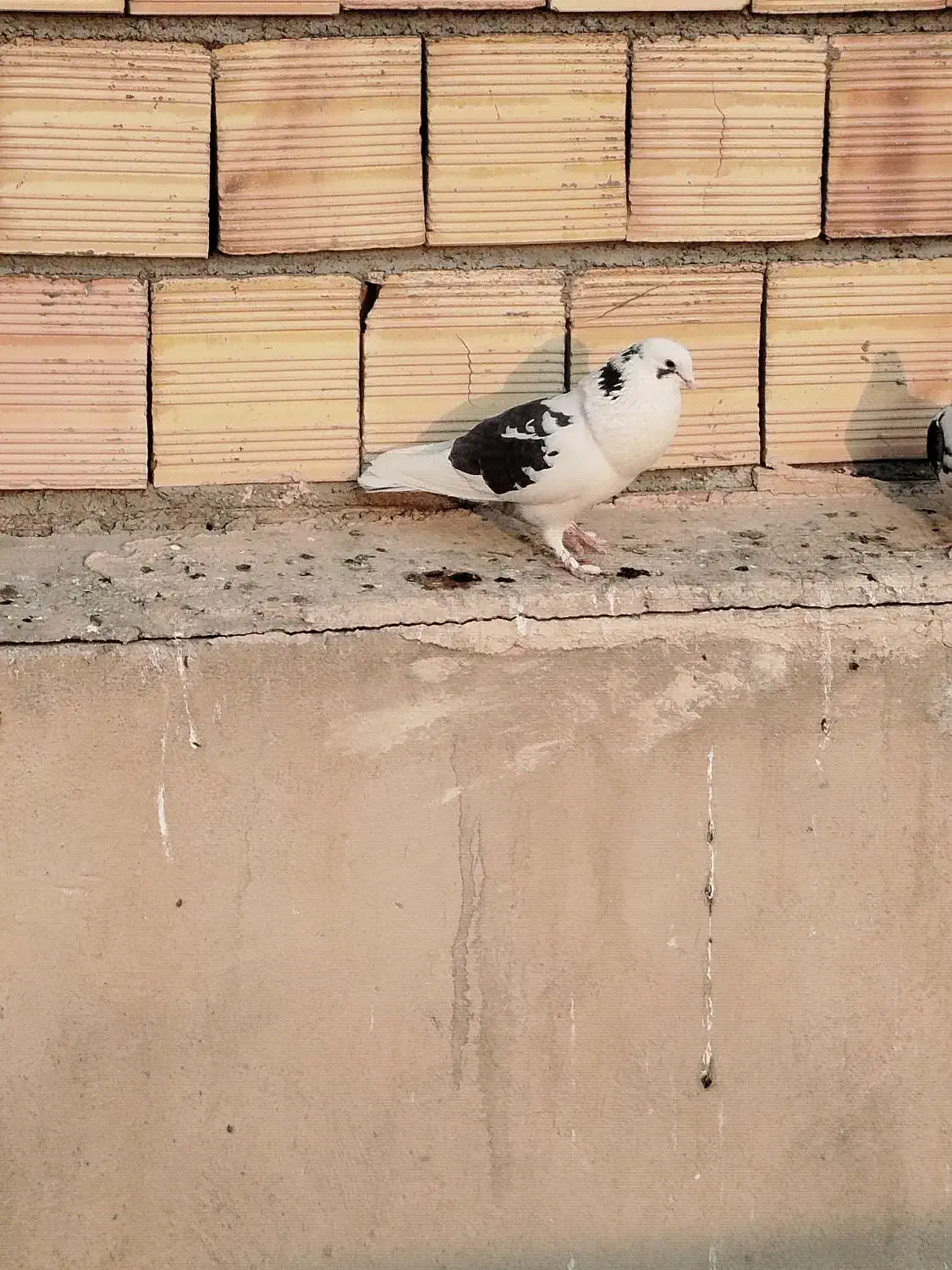 کفتر بلژیکی شهرستانی دورگ|پرنده|وحیدیه, |دیوار