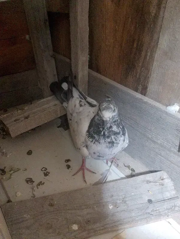 کبوتر پاکستانی|حیوانات|قشم, |دیوار