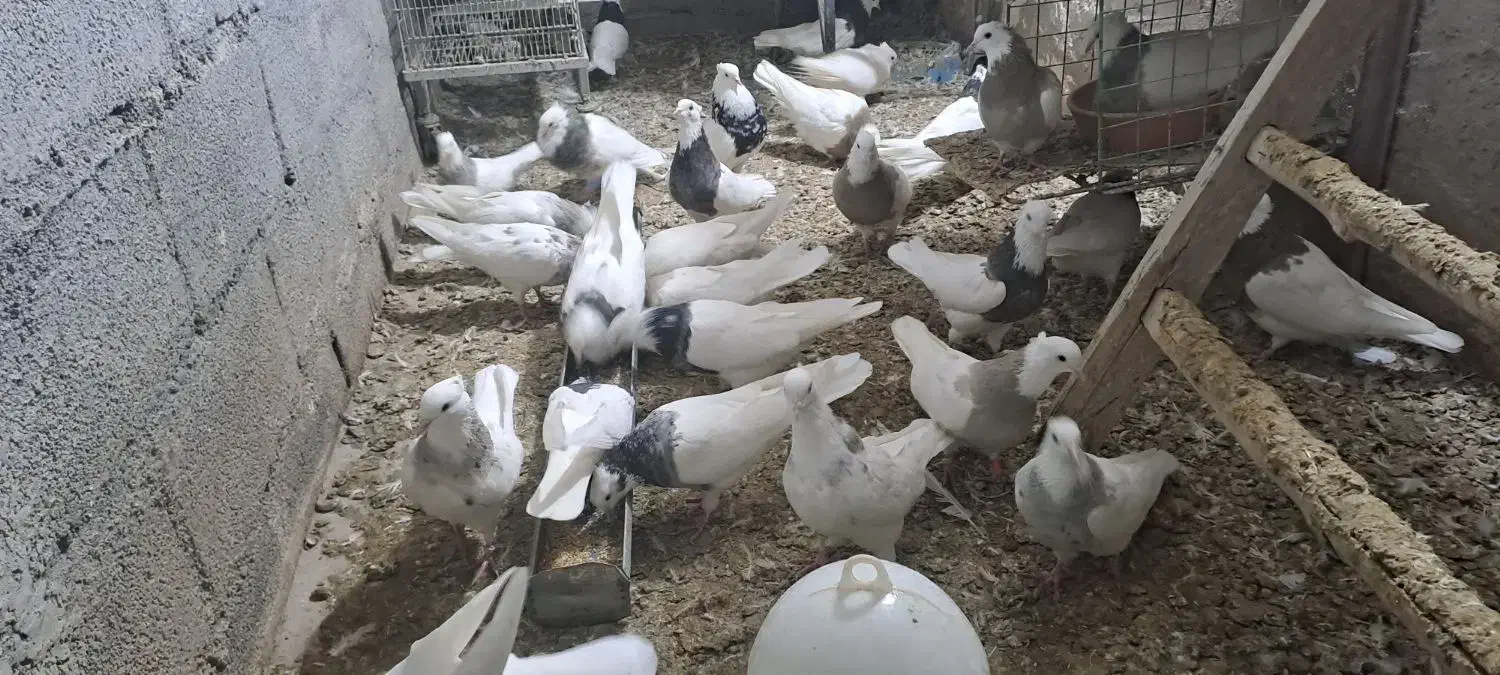 کبوتر طوقی در رنگ و خال های مختلف|پرنده|قروه, |دیوار