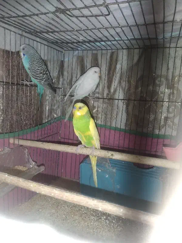 سه تا مرغ عشق|پرنده|محمدشهر, محمدشهر|دیوار