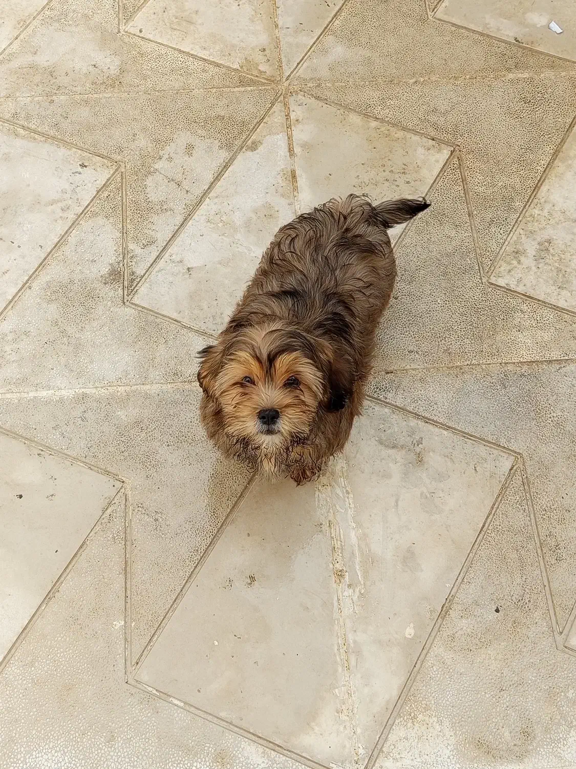 سگ پاکوتاه خونگی|سگ|بجنورد, |دیوار