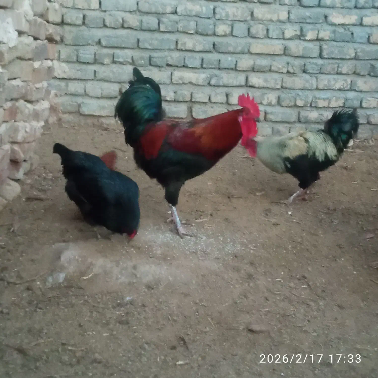 خروس محلی|حیوانات مزرعه|طاغنکوه, |دیوار