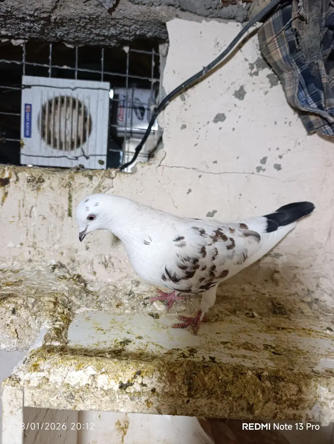 کفترتهرانی|پرنده|پاکدشت, پاکدشت (مامازند)|دیوار