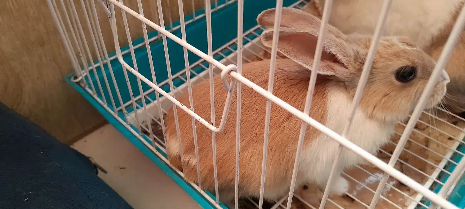 خرگوش بامزه و شیطون|موش و خرگوش|ری, دولتآباد|دیوار