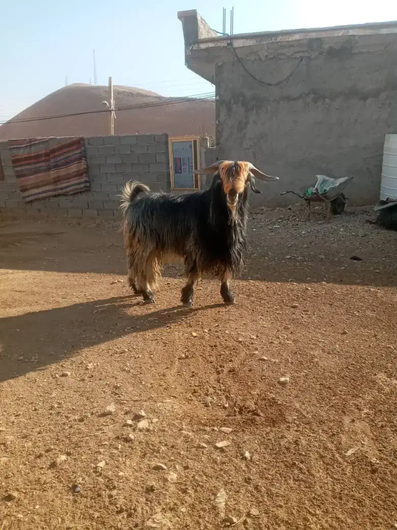 بعیه تخمی|حیوانات مزرعه|دزپارت, |دیوار