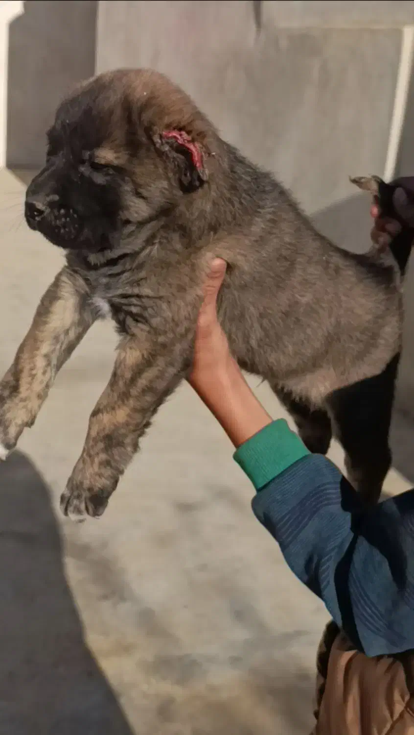 توله الابای در گلستان|سگ|کرمان, |دیوار