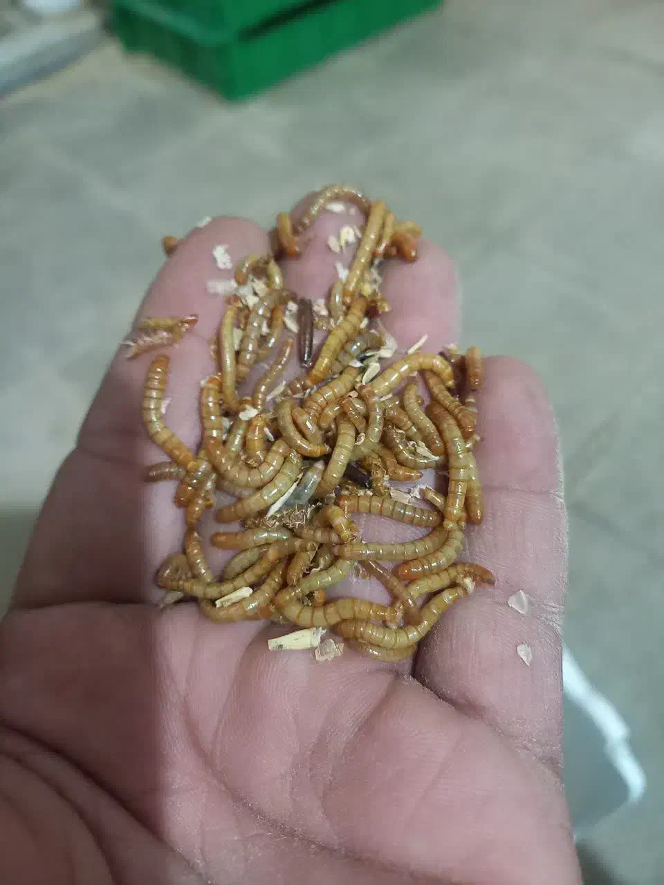 میلورم|خزنده|شیراز, لاله|دیوار