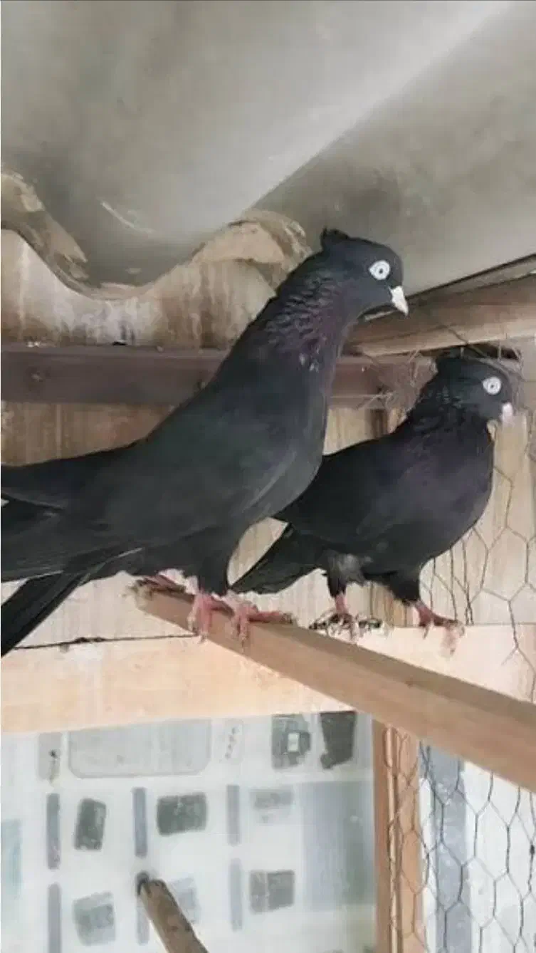 جفت چشنوک|پرنده|مسجد سلیمان, |دیوار