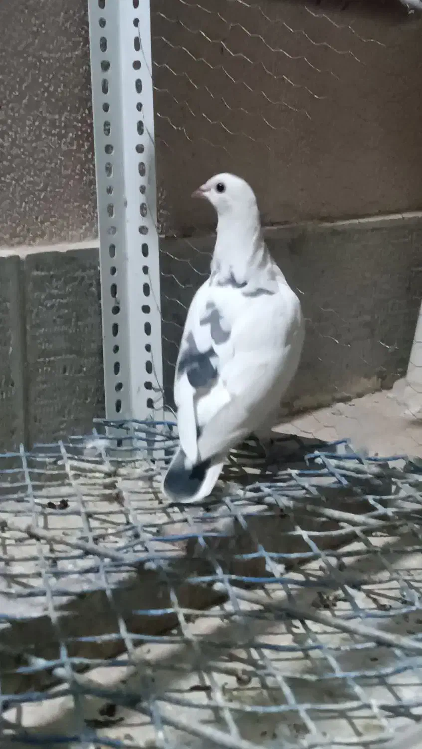 کبوتر پلاکی|پرنده|شاهین‌شهر, شهرک هشت بهشت|دیوار