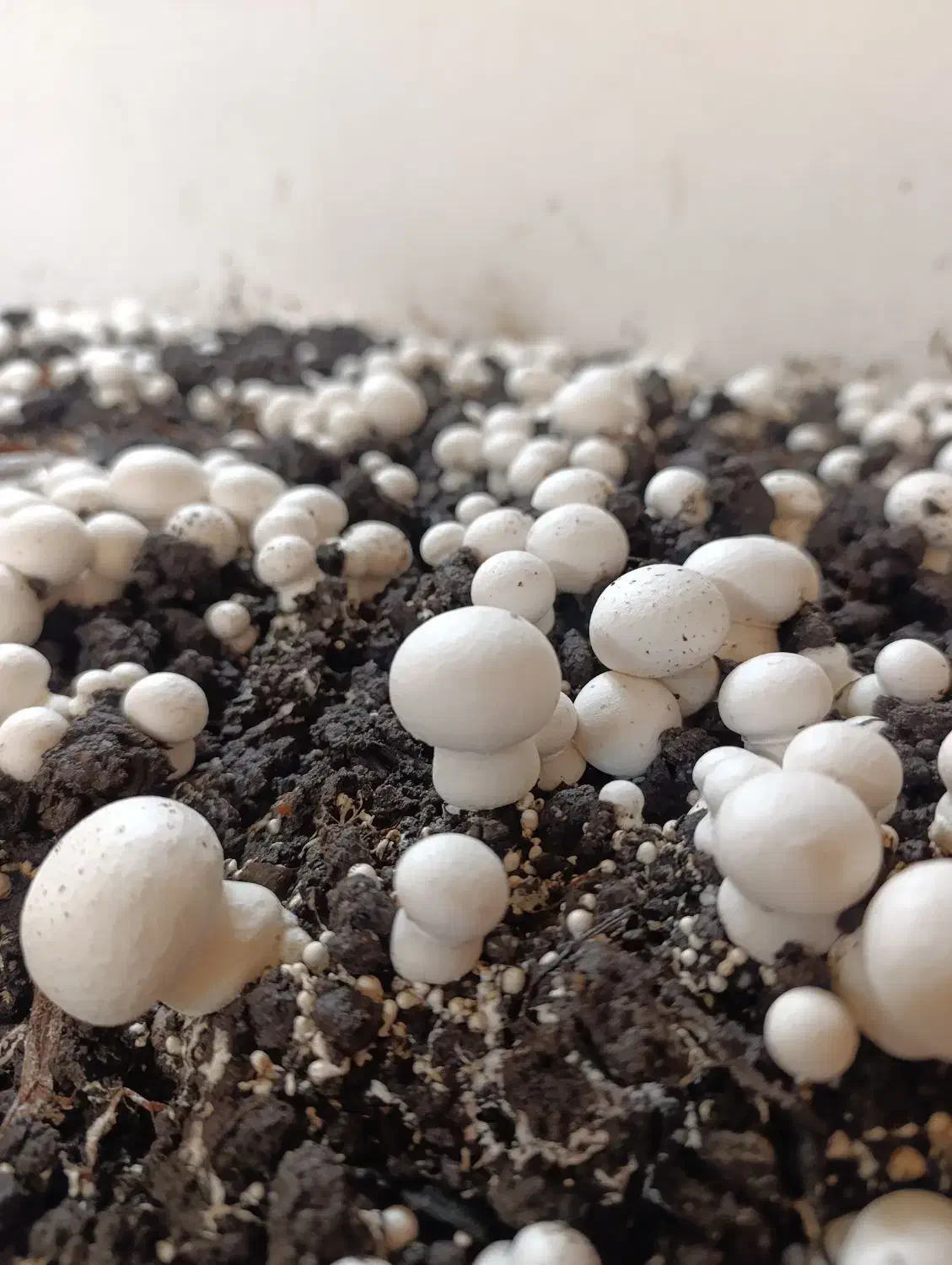 قارچ رجه۱/قارچ درجه۲/قارچ درجه۳|خوردنی و آشامیدنی|پاکدشت, پاکدشت (مامازند)|دیوار