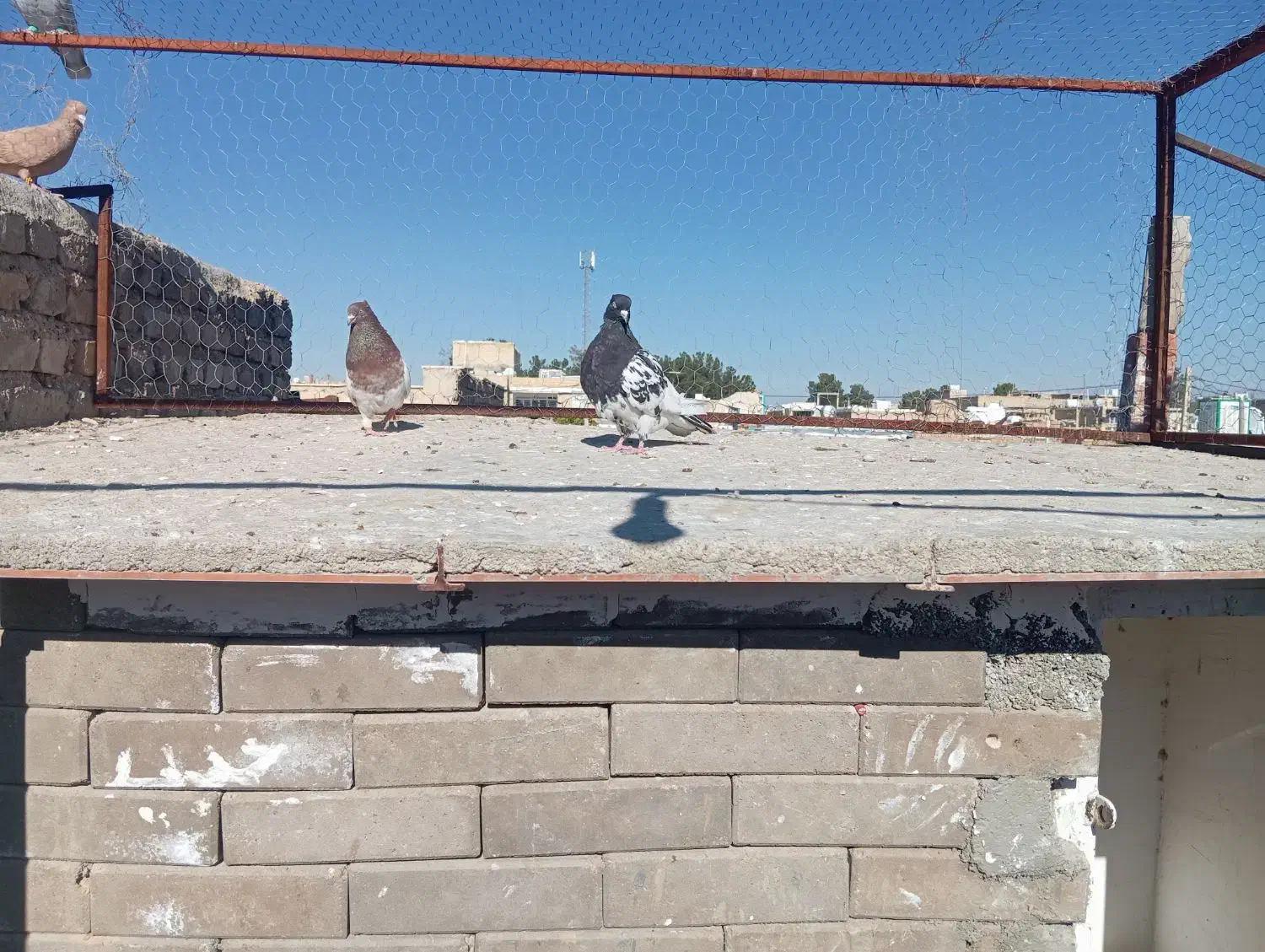 کفتر|پرنده|مرودشت, کوشک|دیوار