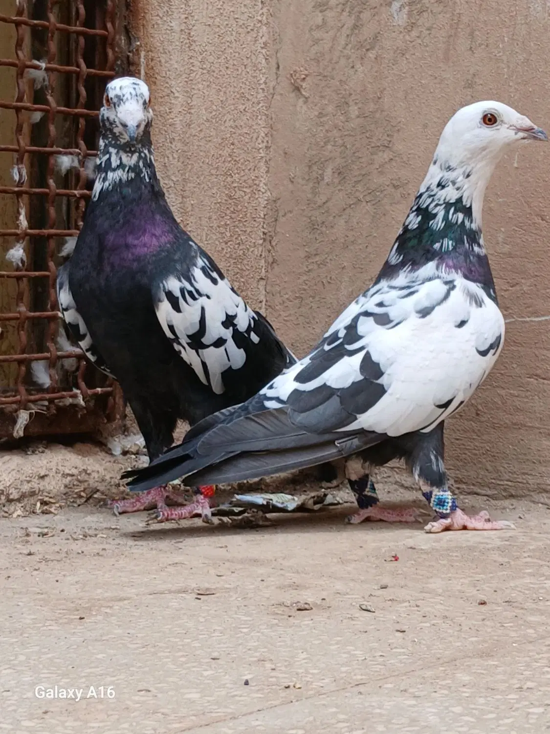 کبوتر|پرنده|سبزوار, قائم|دیوار