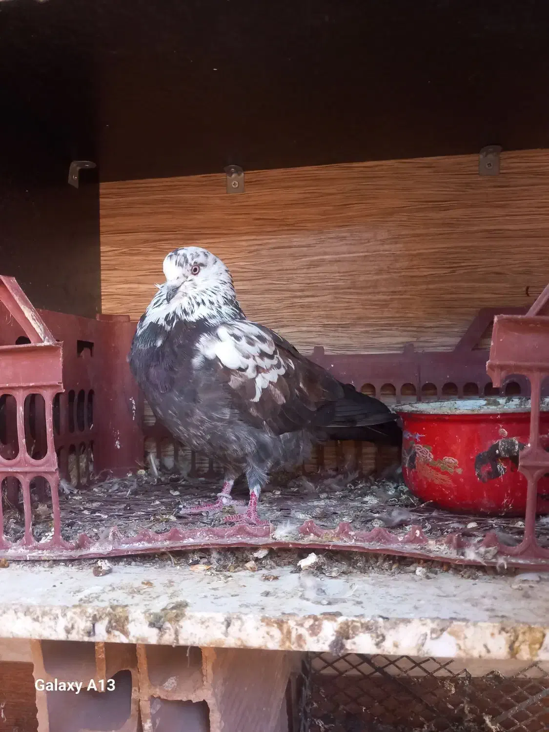 کفتر جوجه کشی.عالی|پرنده|گرمسار, |دیوار