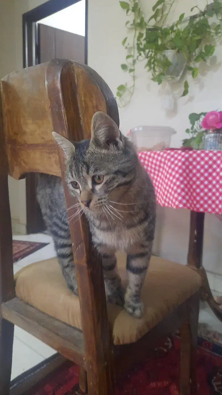 گربه یافت شده|گربه|گلبهار, شهر جدید گلبهار|دیوار