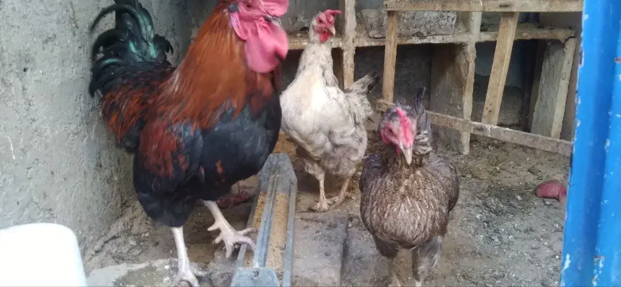 مرغ و خروس|حیوانات مزرعه|قم, دروازه ری|دیوار