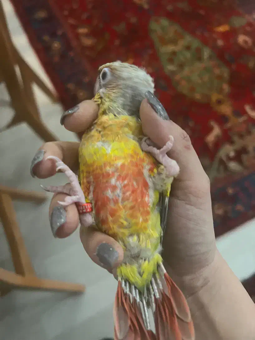 جوجه گرینچیک نر|پرنده|تهران, سعادت‌آباد|دیوار