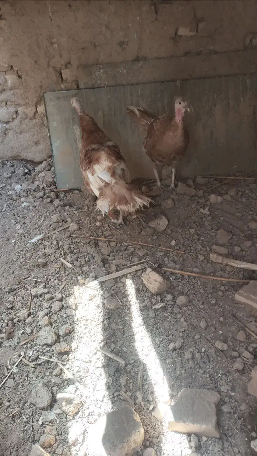 ۲تا بوقلمون ماده|حیوانات مزرعه|تاکستان, |دیوار