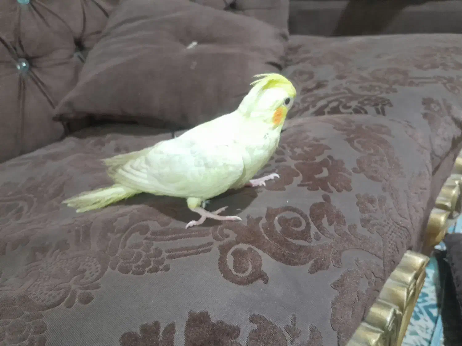 عروس هلندی لوتینو|پرنده|زهک, |دیوار