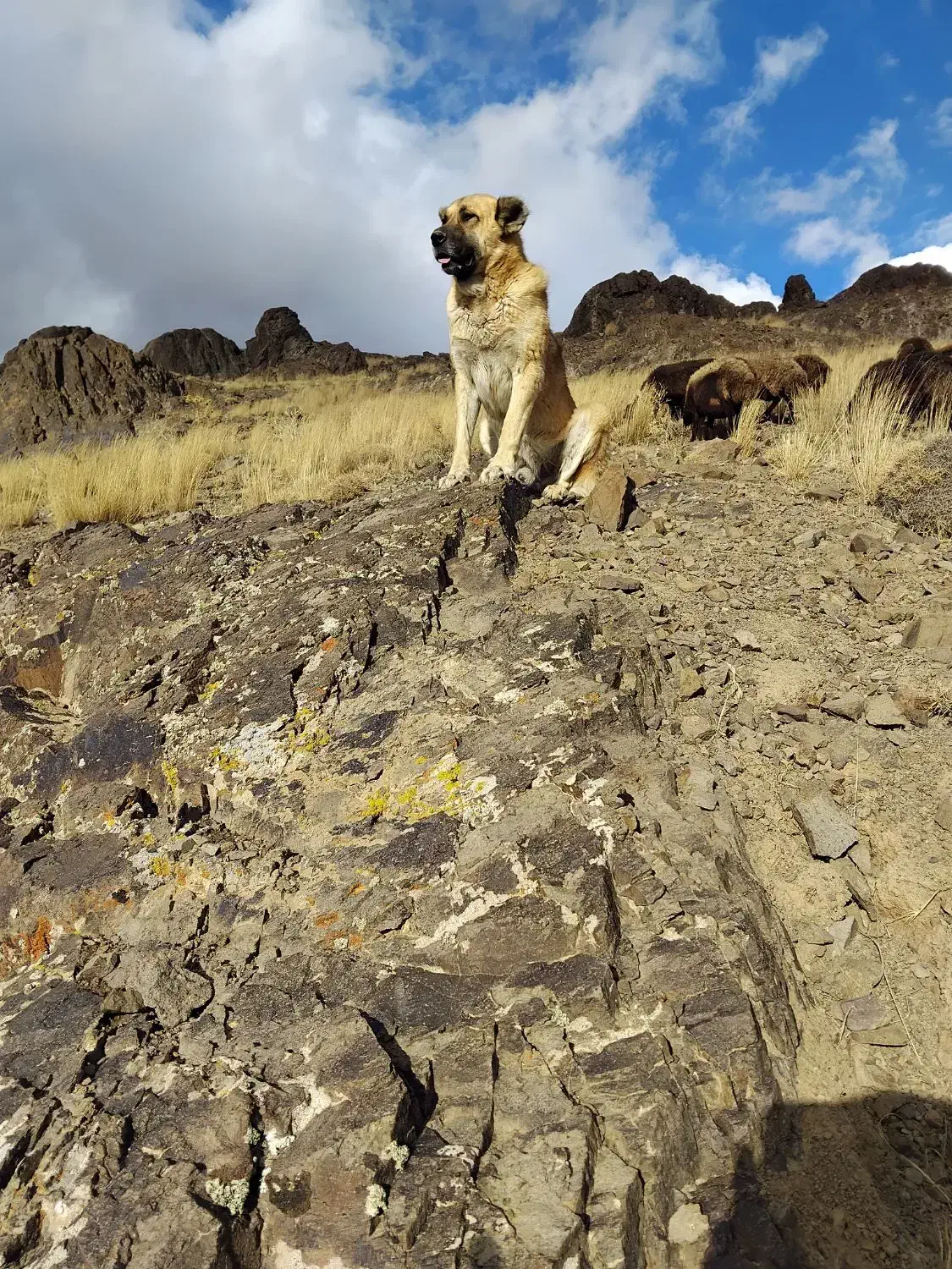 سگ سراب سگ گله|سگ|زنجان, |دیوار