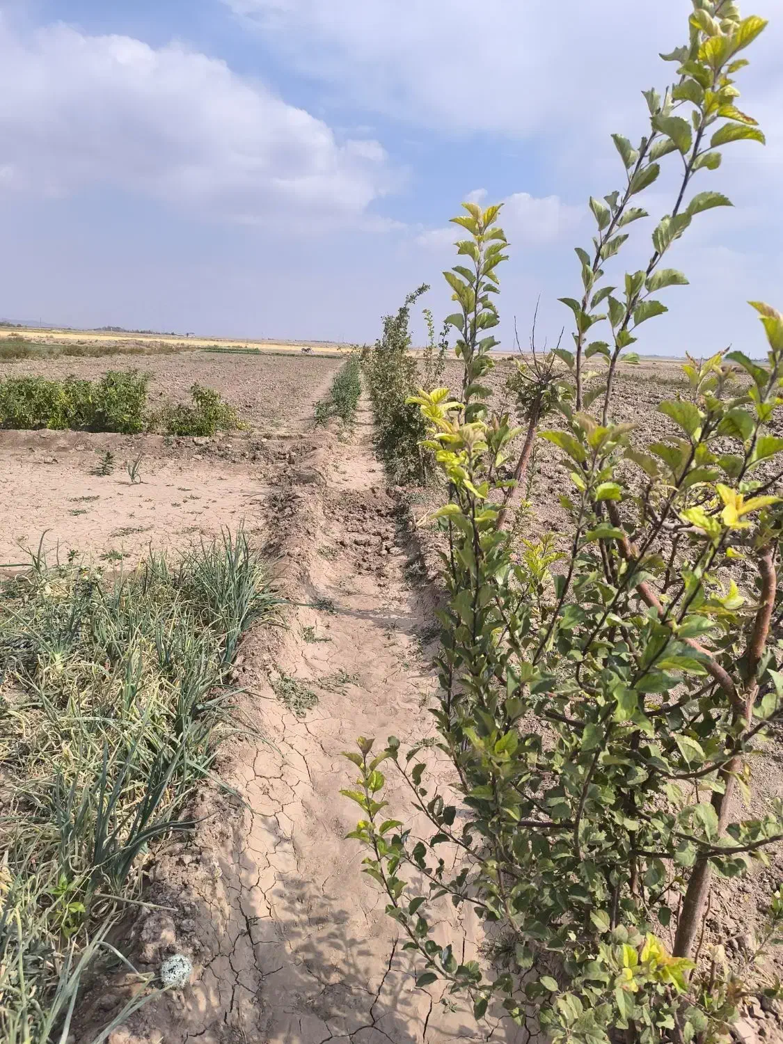 فروش ۴حبه زمین کشاورزی|فروش دفتر صنعتی، کشاورزی، تجاری|نگار, |دیوار