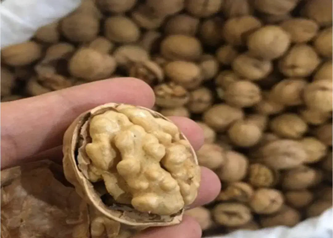 گردو کاغذی درجه یک|خوردنی و آشامیدنی|انگوت, |دیوار