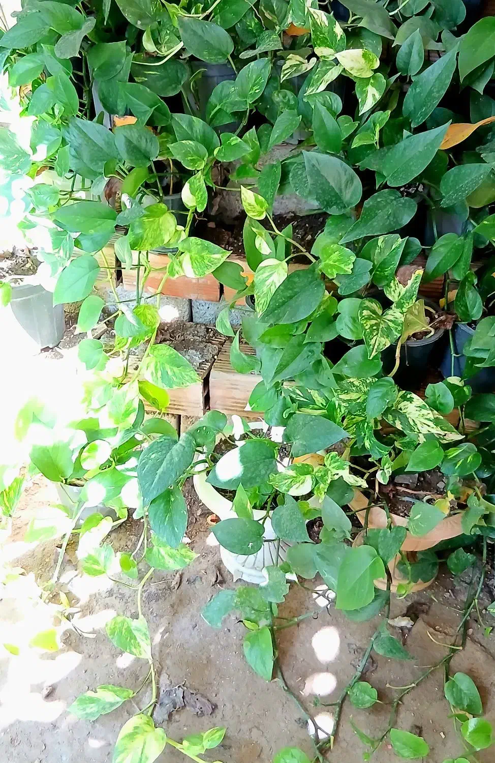 گل و گیاه|گل و گیاه طبیعی|قائم‌شهر, |دیوار