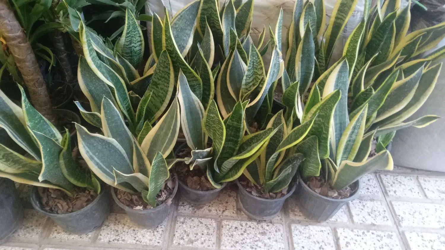 تمام گلها  از ۱۰۰تا ۱۵۰هزار حراج|گل و گیاه طبیعی|نیشابور, ناسیونال|دیوار