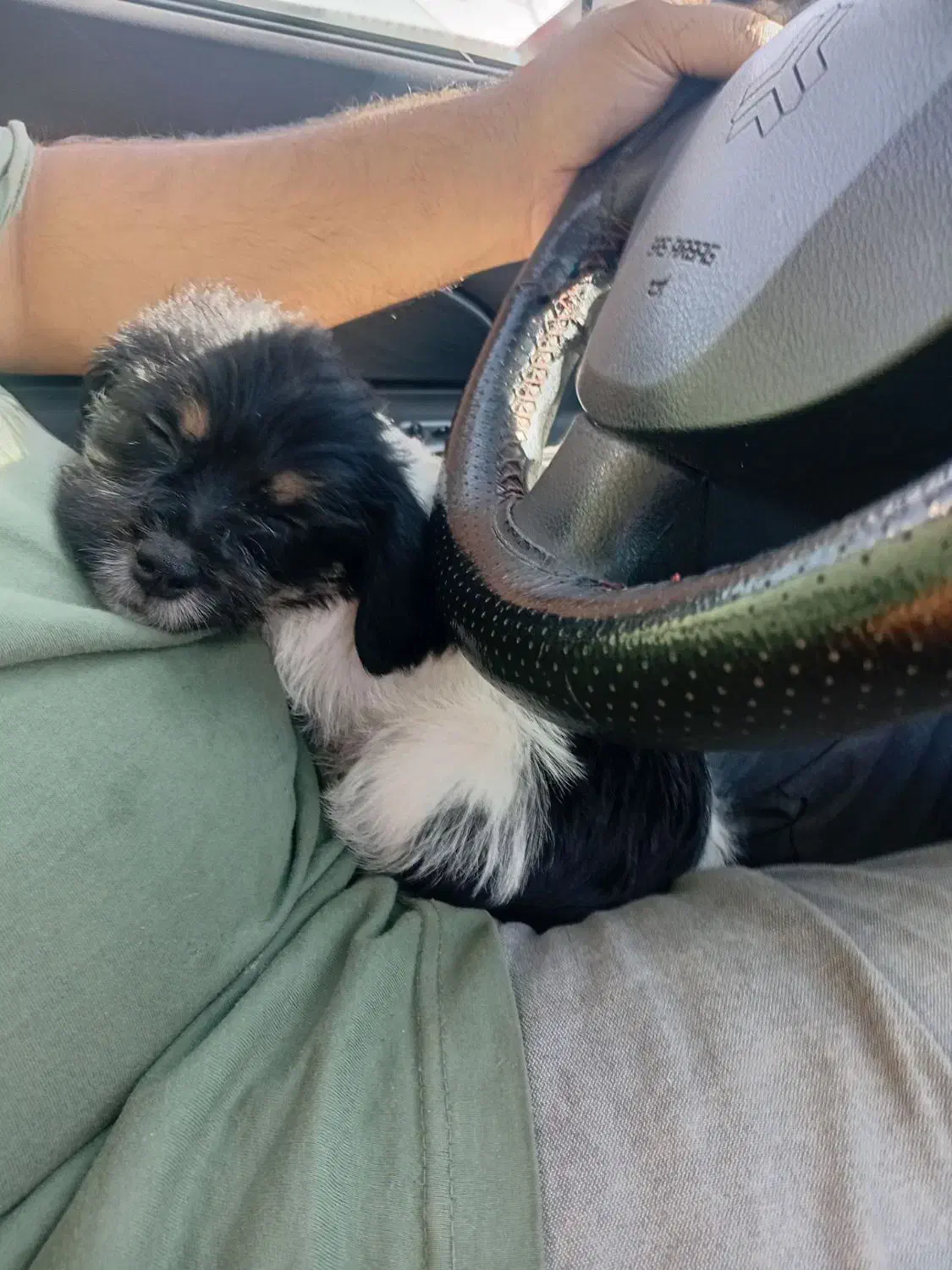 واکذارتسککوچکخانکیوخیلیبازکوش|سگ|اسلامشهر, شهرک مهدیه|دیوار