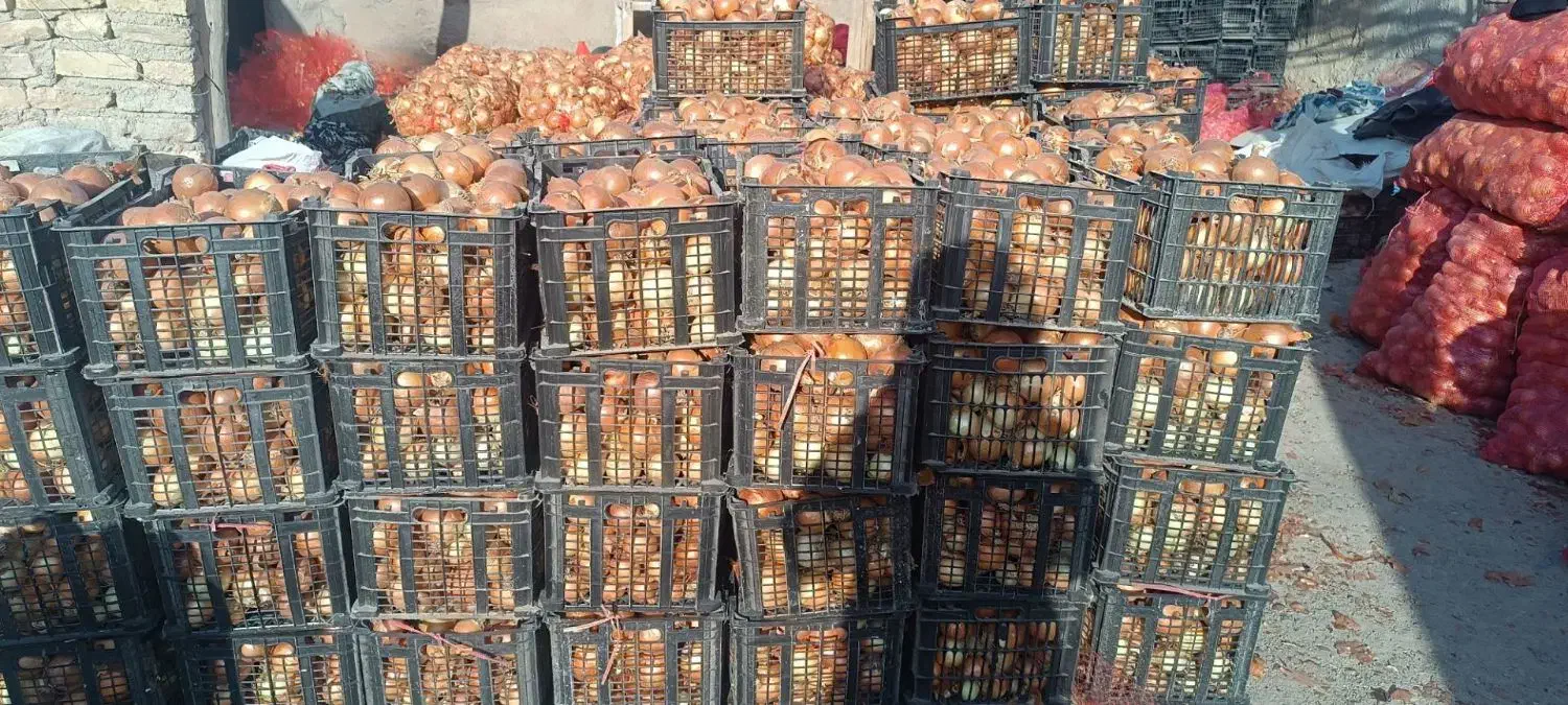 پیاز سبدی مرتب|خوردنی و آشامیدنی|شیروان (خراسان), |دیوار