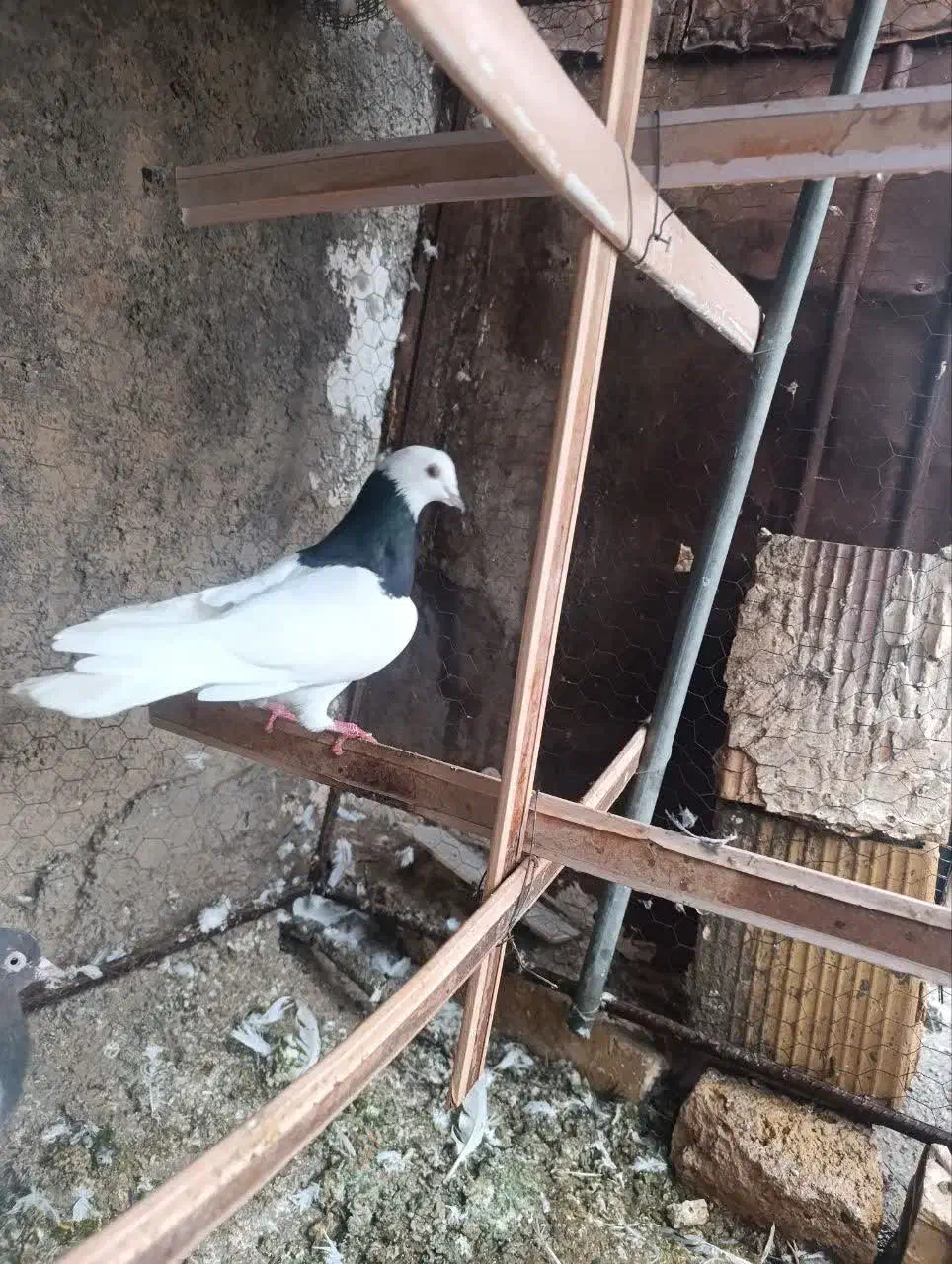 طوقی سیاه|پرنده|مشهد, کوه سنگی|دیوار