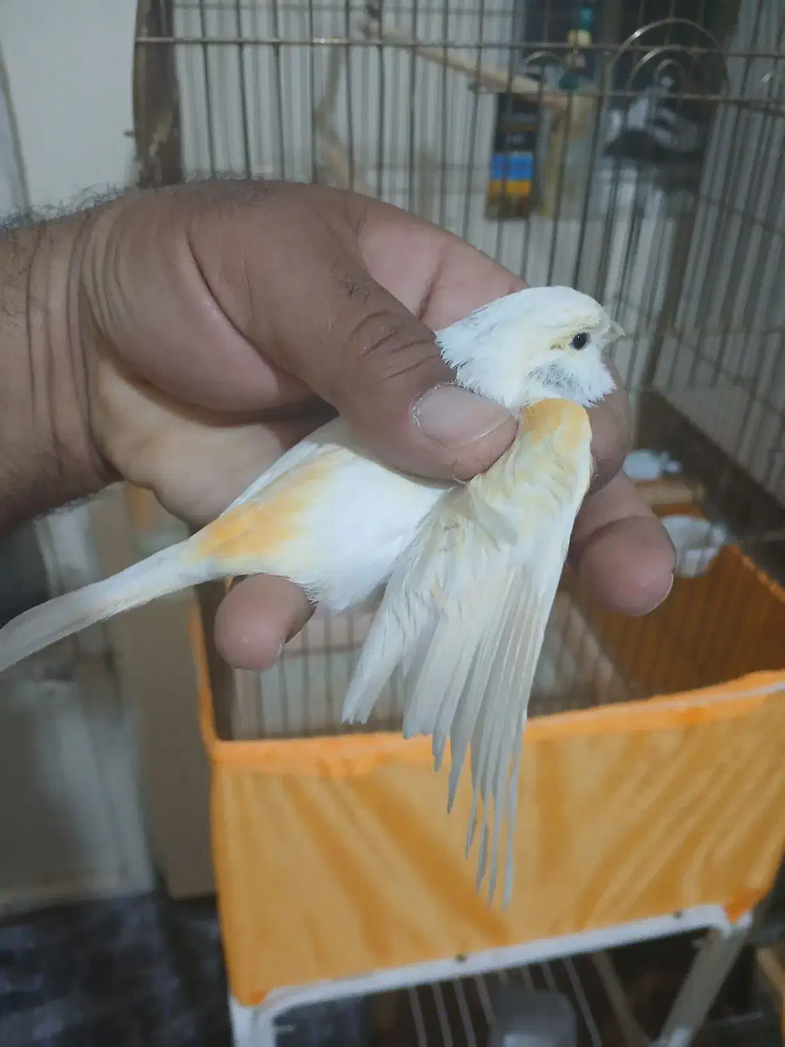 قناری موزایکی|پرنده|شاهینشهر, فردوسی|دیوار