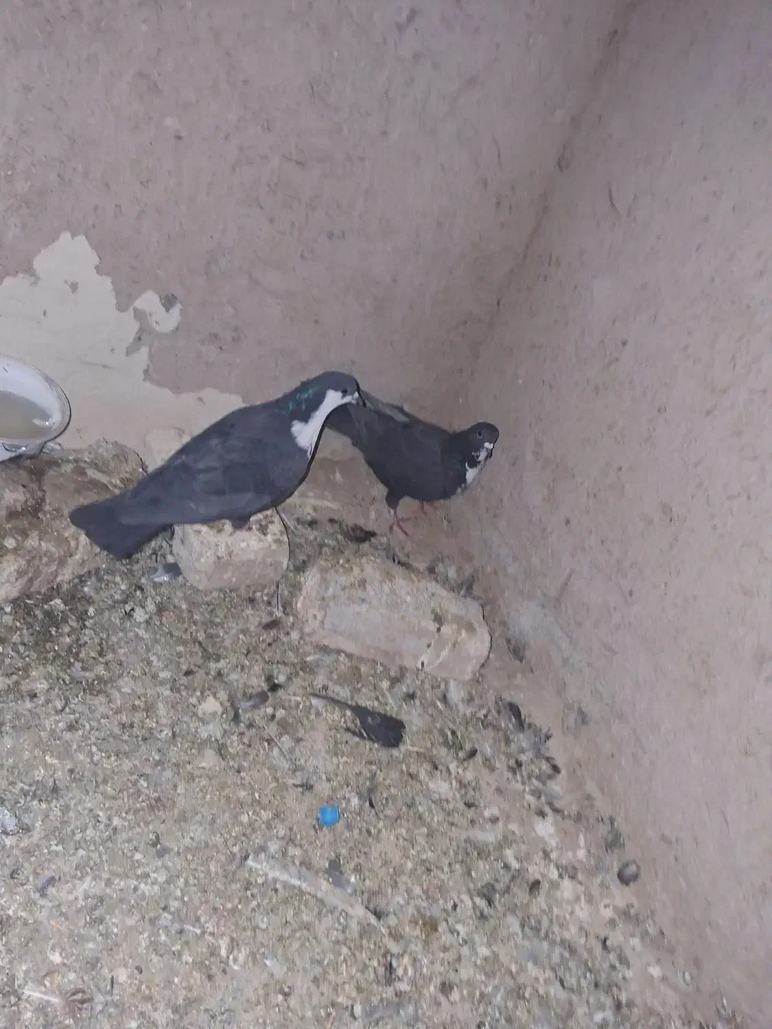 کبوتر|پرنده|تربت‌حیدریه, طالقانی|دیوار