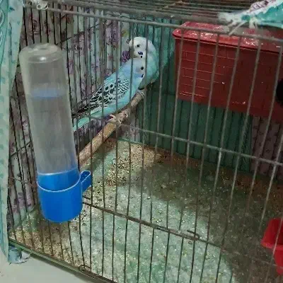 5۰۰۰۰۰۰ریال|پرنده|جم, |دیوار