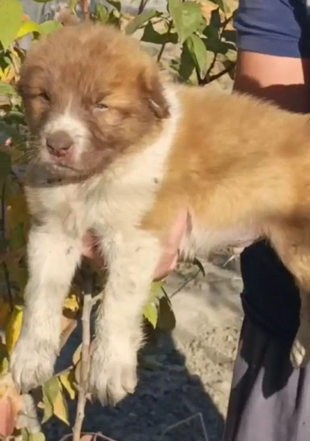 سگ اصیل آلابای|سگ|ساری, |دیوار