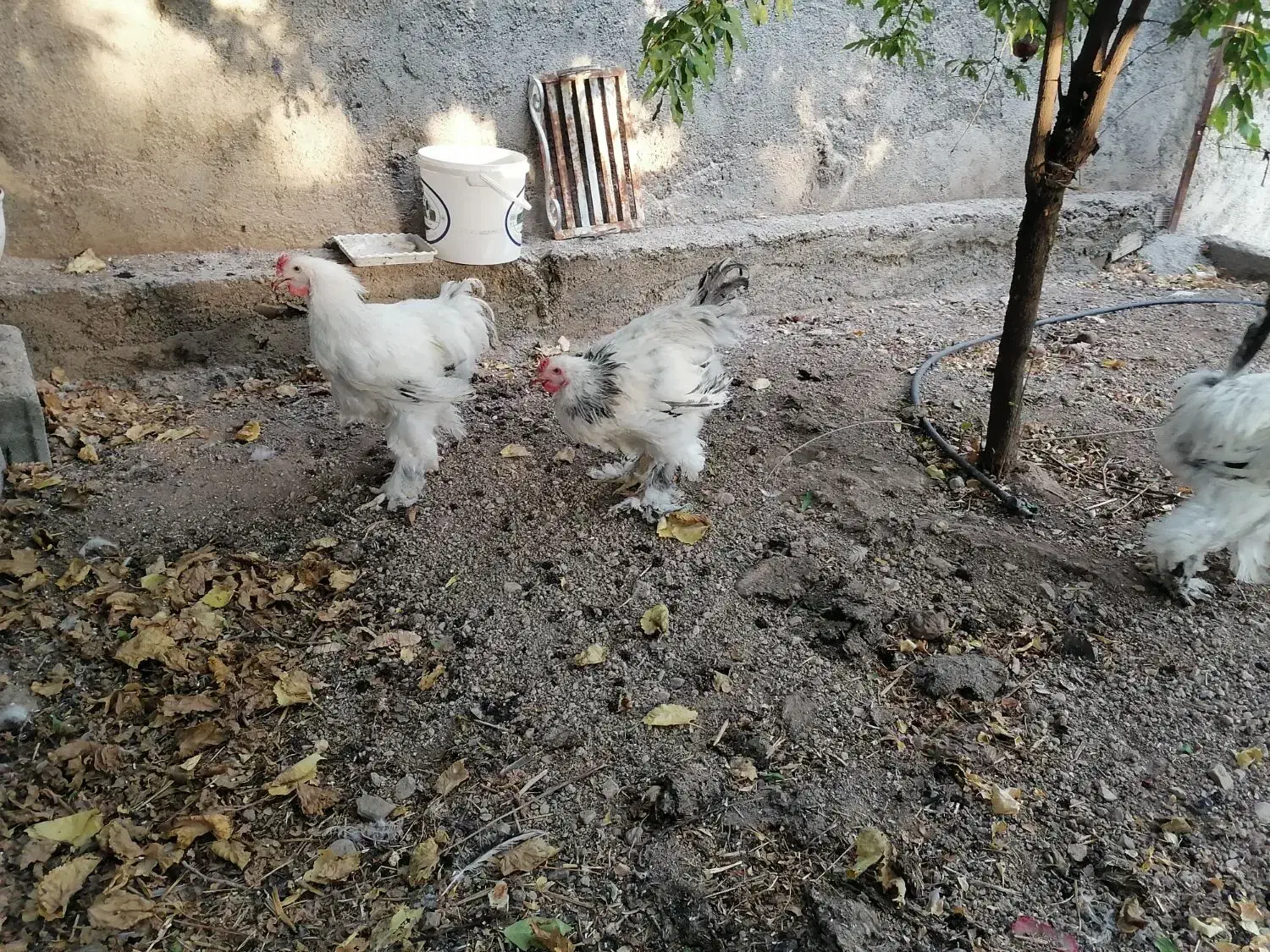 خروس برهما لایت|حیوانات مزرعه|هشتگرد, خور|دیوار