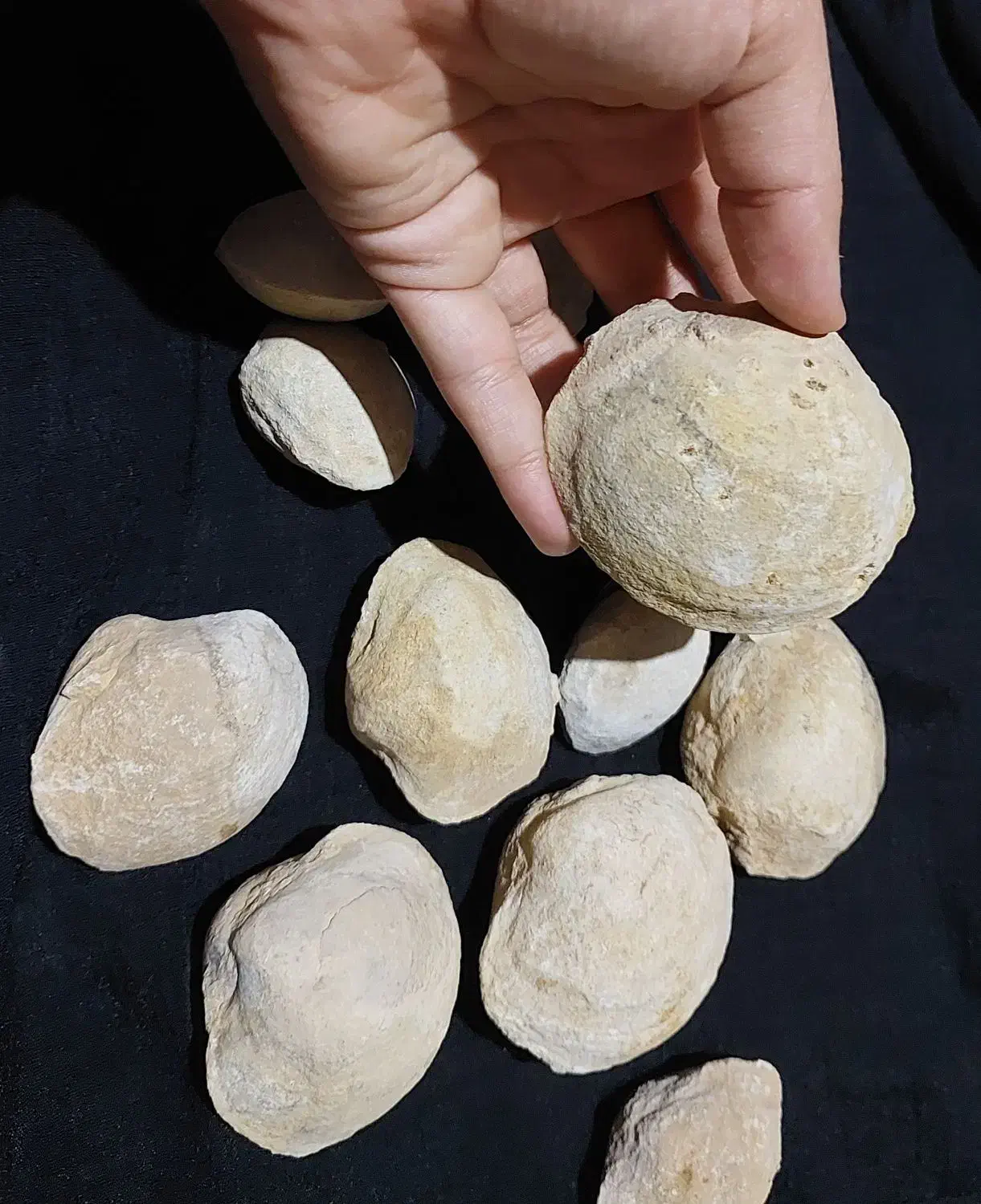 سنگواره و فسیل صدف|کلکسیون اشیاء عتیقه|سروستان, |دیوار