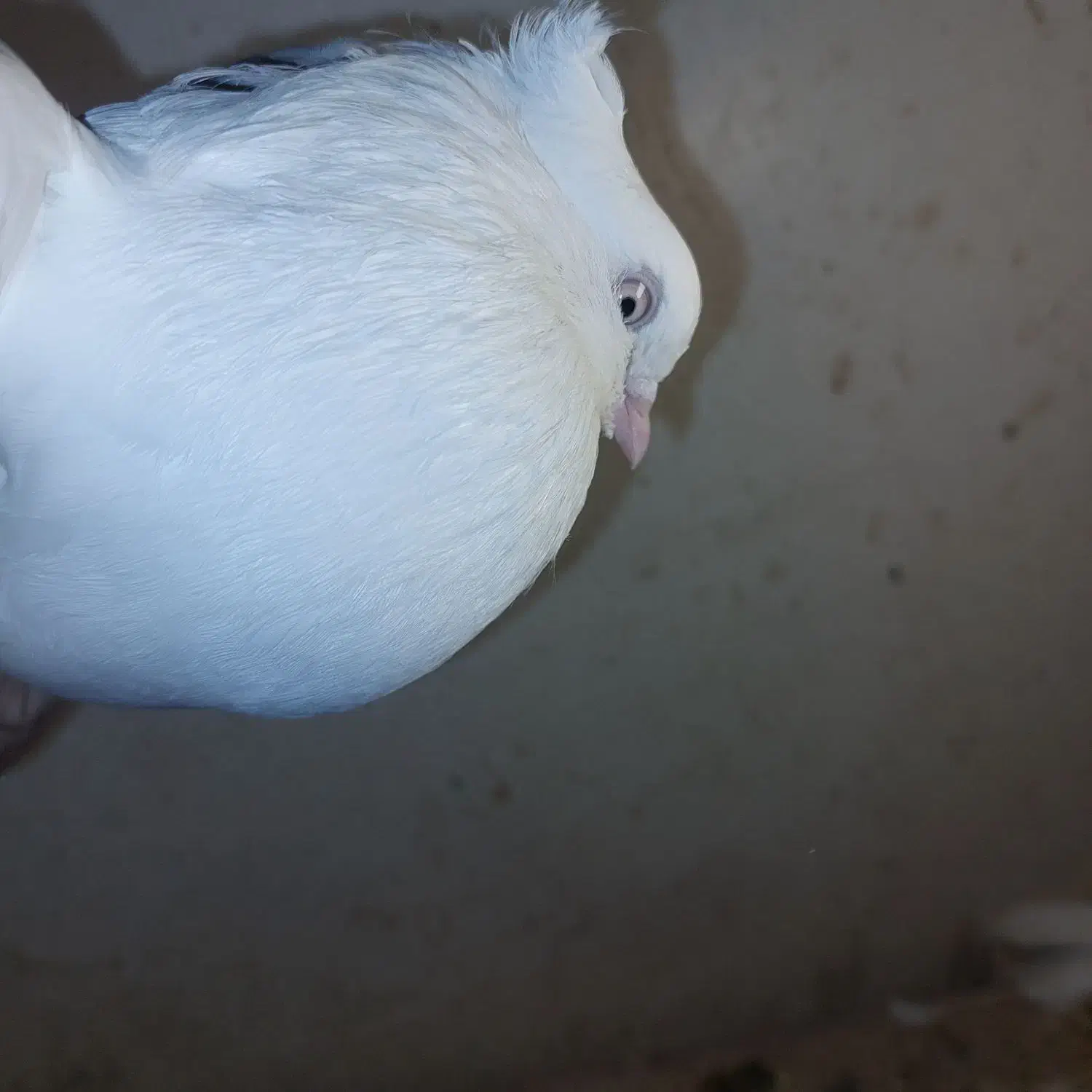 چشم و نوک سفید (اراکی )|پرنده|مرند, |دیوار