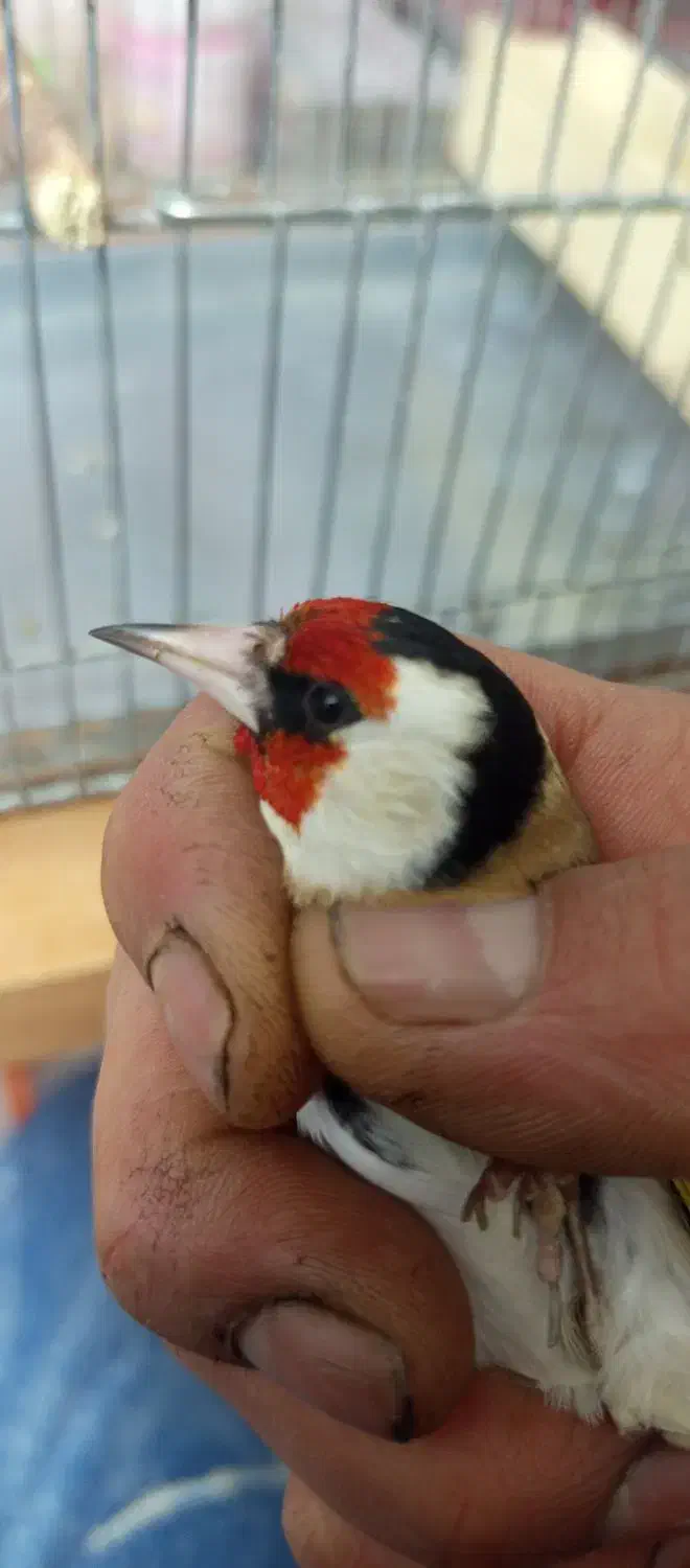 سهره وحش|پرنده|شیراز, کوشک میدان|دیوار