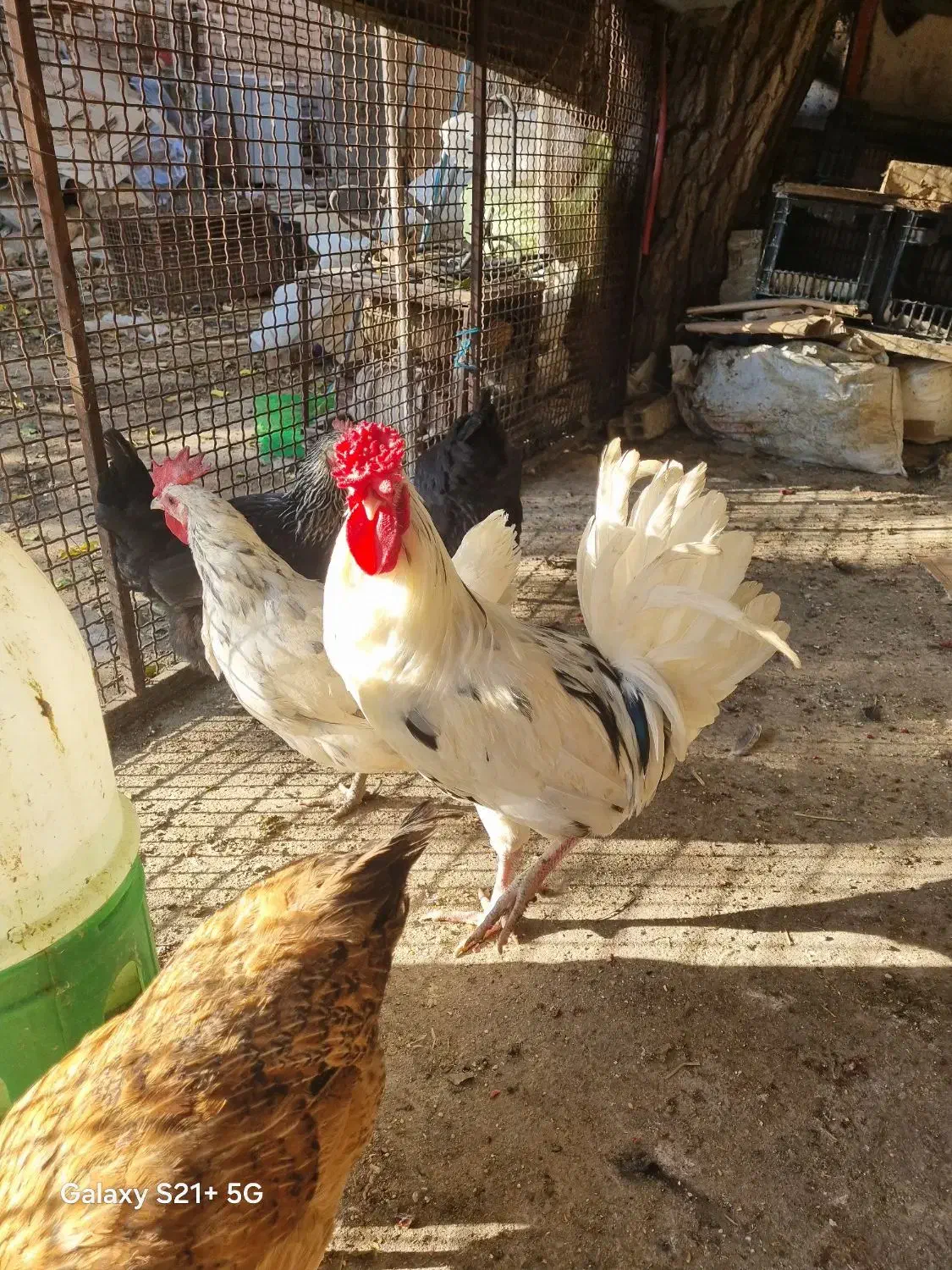 یک عدد خروس گلین جوان وسالم لطفا تماس بگرید بگیر|حیوانات مزرعه|محلات, |دیوار