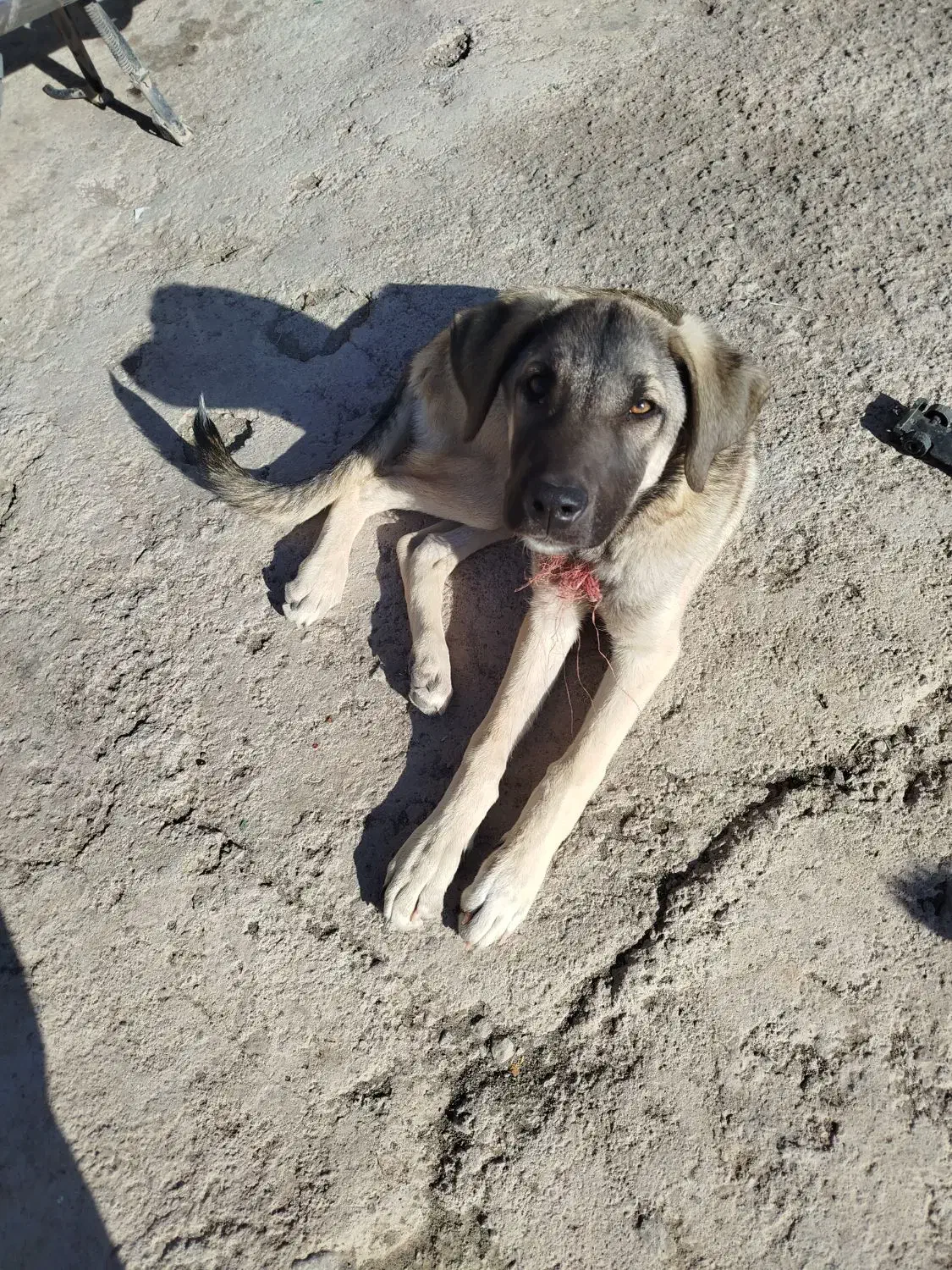 سگ ماده|سگ|ایواوغلی, |دیوار