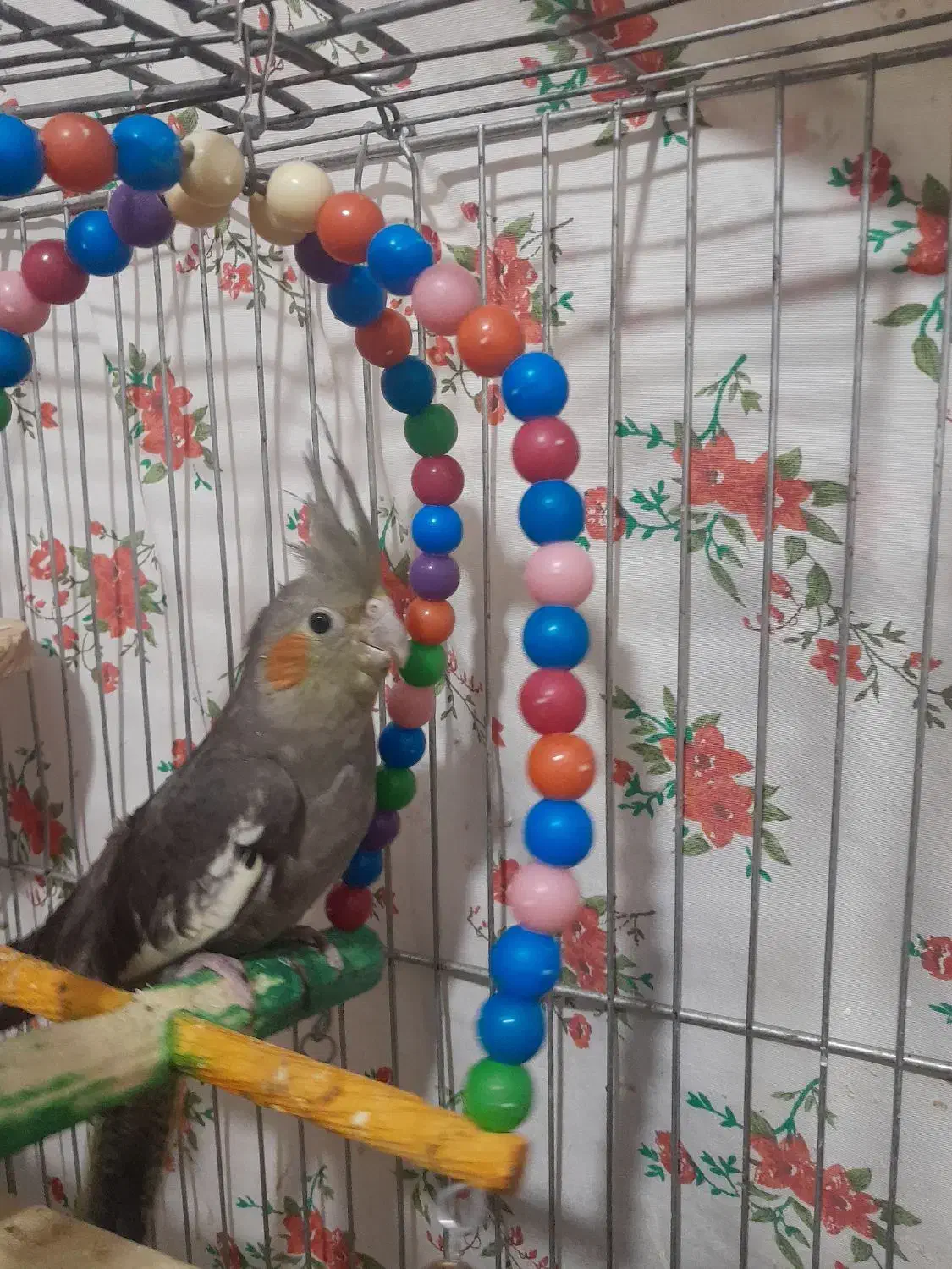 عروس هلندی سینامون|پرنده|شوشتر, |دیوار