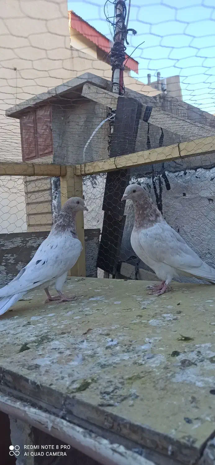 نقش و پرشی|پرنده|سمنان, |دیوار