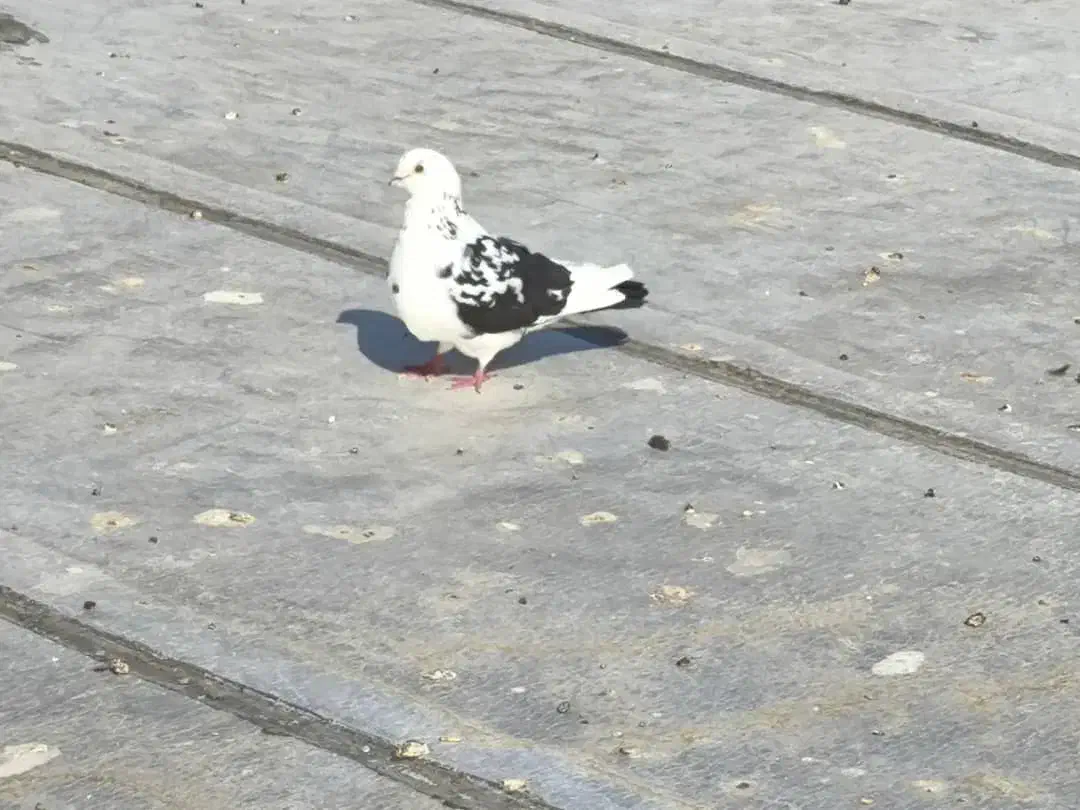 کبوتر|پرنده|لامرد, |دیوار