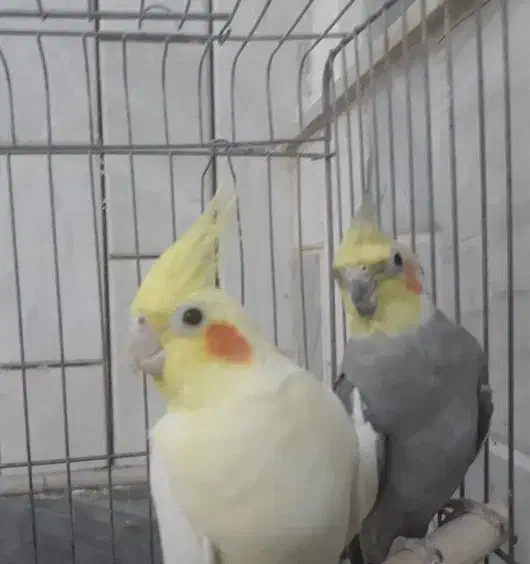 عروس هلندی نر و ماده|پرنده|قم, نخودی|دیوار