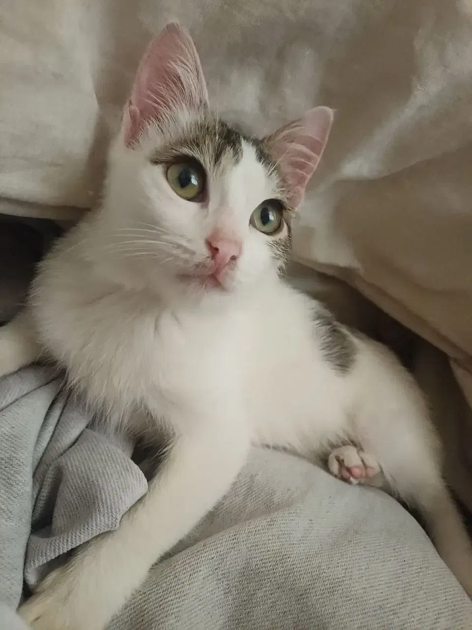 واگذاری گربه خونگی|گربه|آستارا, |دیوار