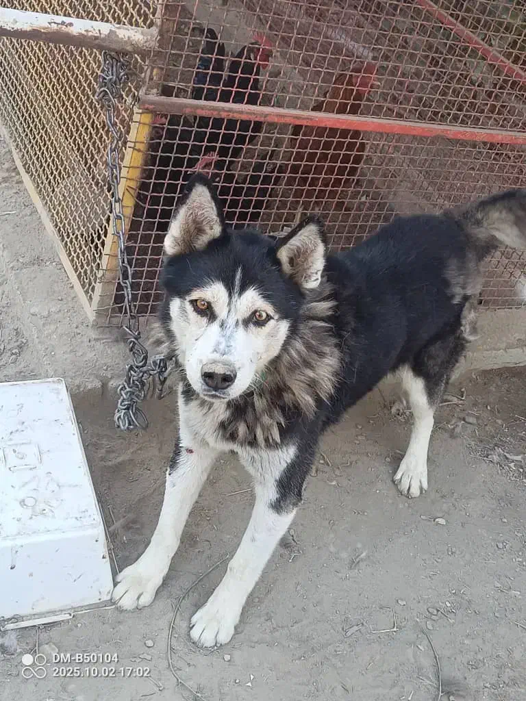 سگ هاسکی نر ۳ ساله|سگ|ارومیه, |دیوار