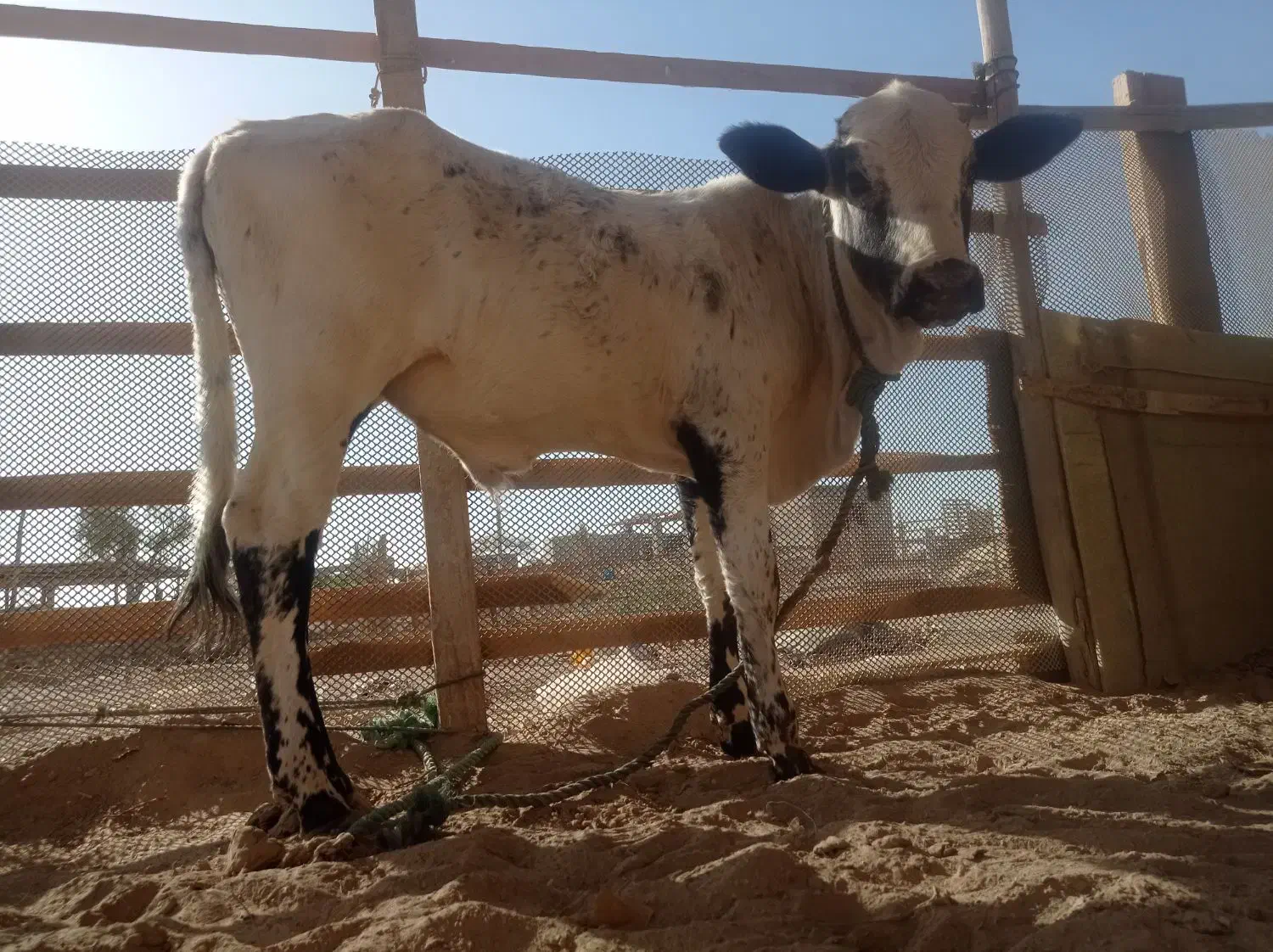 گوساله نر|حیوانات مزرعه|قشم, |دیوار