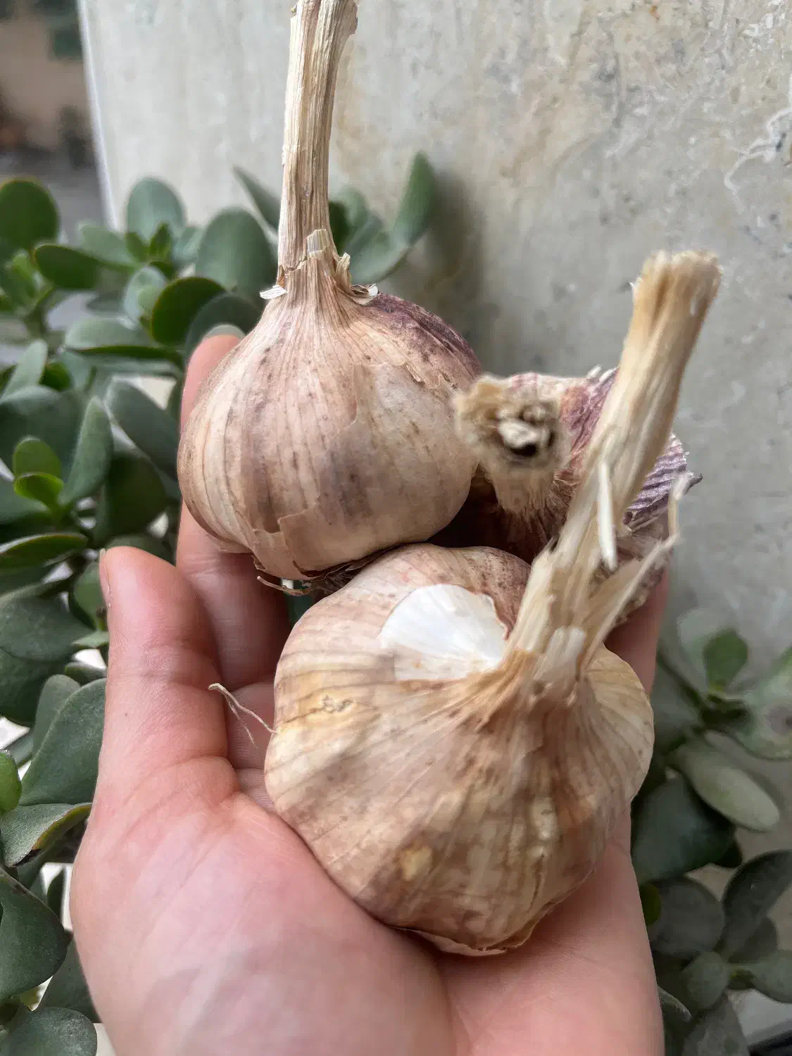 برگ سیر تازه موجود|گل و گیاه طبیعی|قائم‌شهر, |دیوار