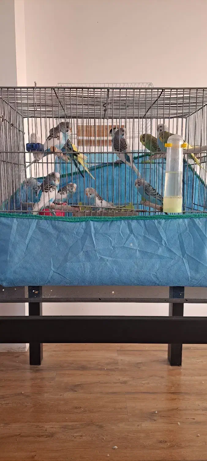 فروش مرغ عشق ماده|پرنده|املش, |دیوار